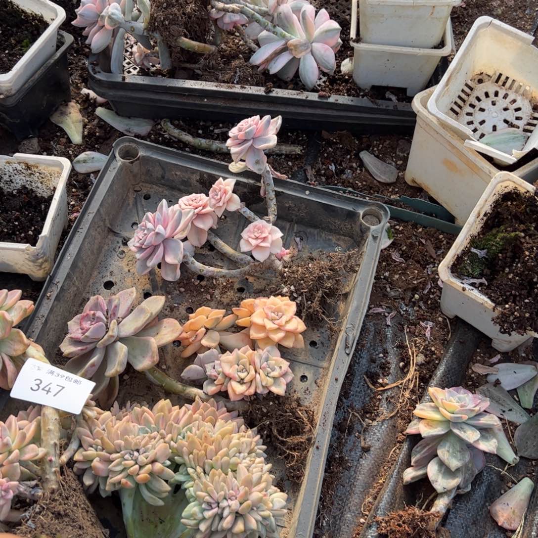 乐****347紫乐锦老桩多肉植物