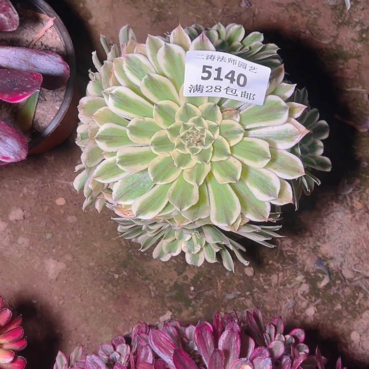 5140碧浪多肉植物