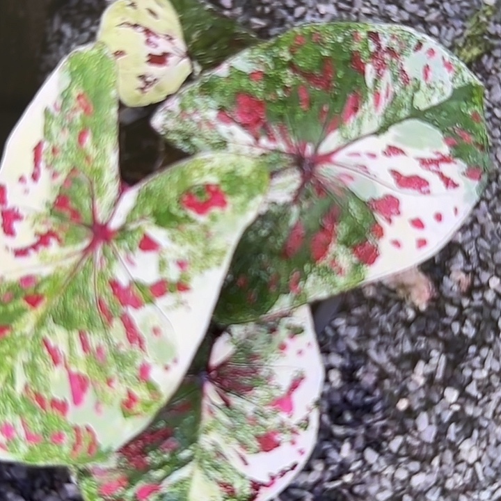 27-0218彩叶芋泰国发货