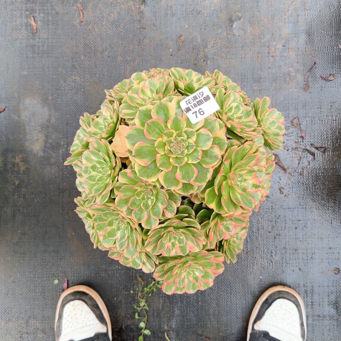 玉兔多肉植物法师76多肉