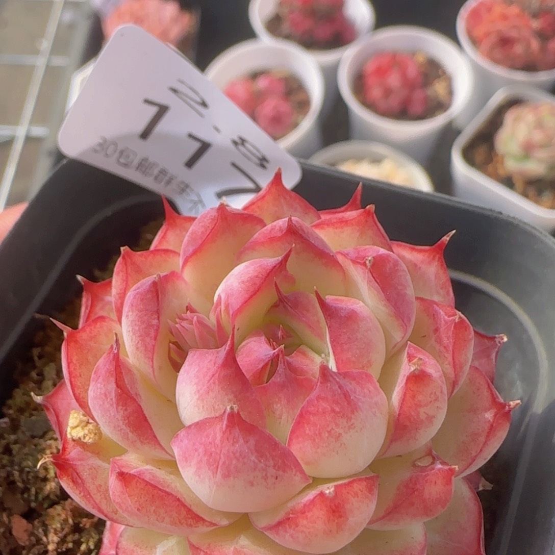 玫瑰花女王单头一颗