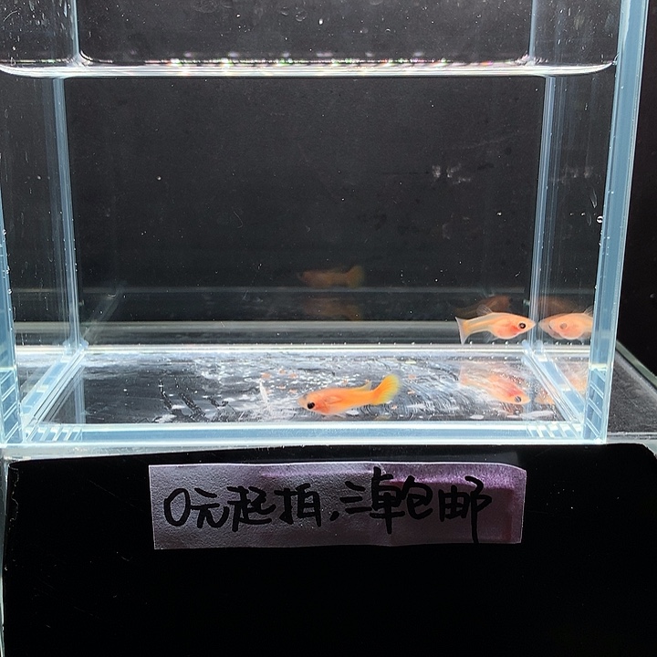 孔雀鱼黄金玻璃猫一对