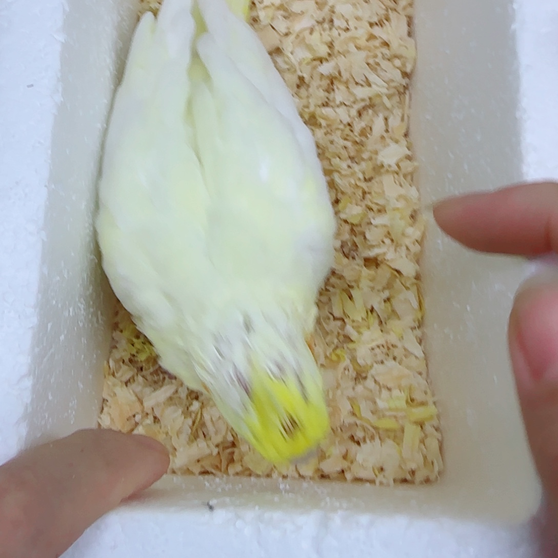 合***酒玄凤鹦鹉/鸡尾鹦鹉