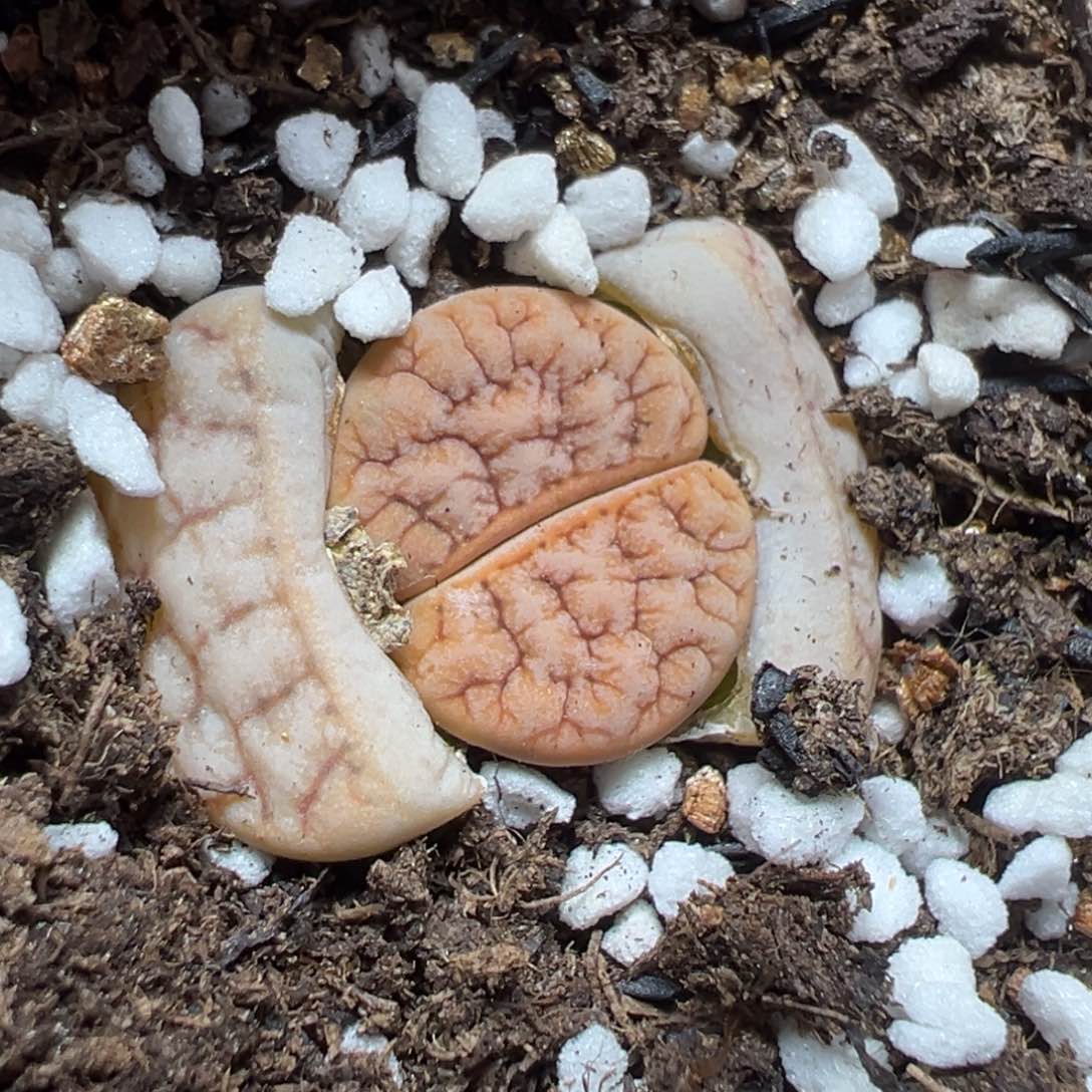 【闪购商品】399……