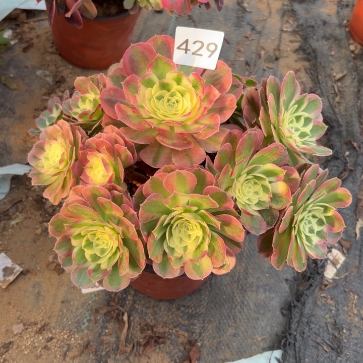 玉姿多肉植物不包损429