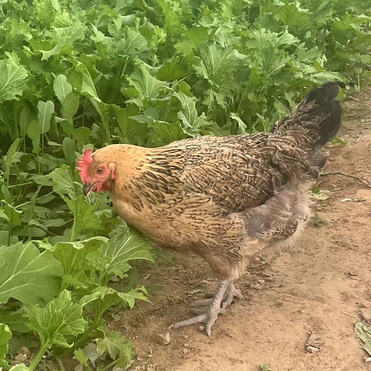 农家土鸡肉质新鲜每只2斤左右（4只装）吃新鲜鸡肉包邮HB