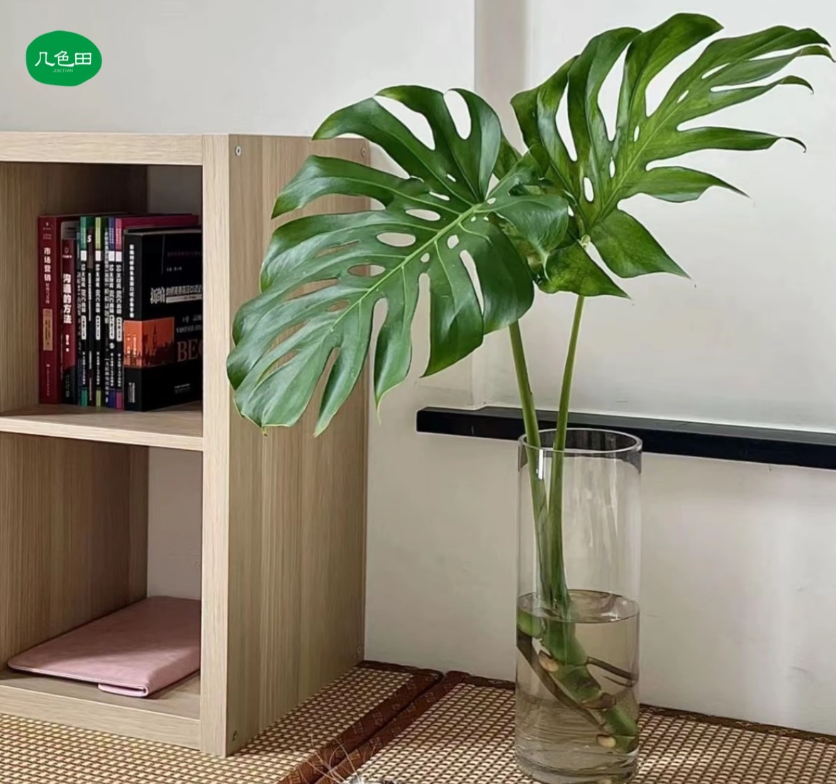 龟背竹开背大叶老桩客厅绿植水培植物净化空气原产地直发