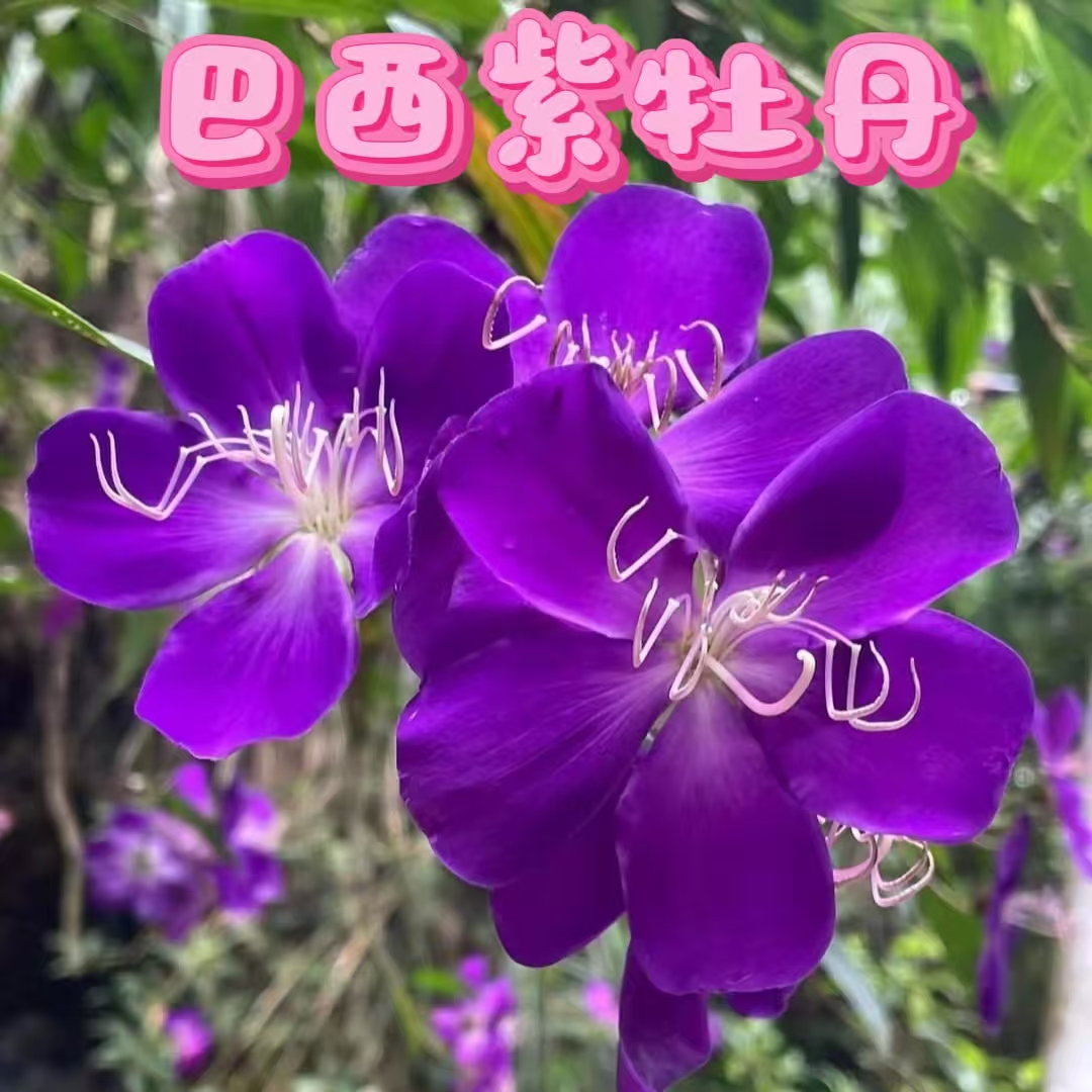 【巴西紫牡丹深紫色】盆栽紫色花阳台盆栽花卉植物庭院好养
