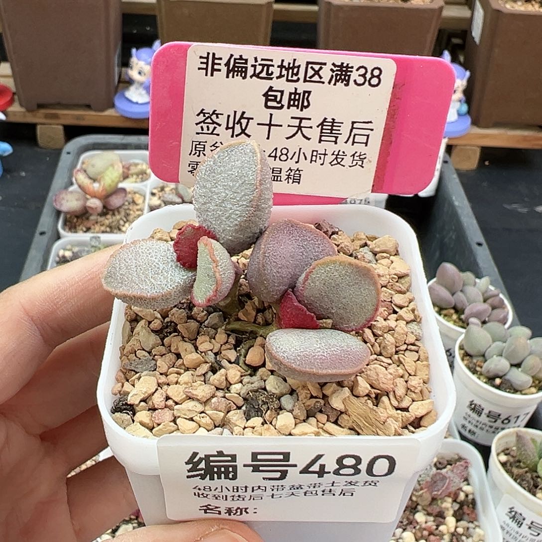 480磨砂蛋多肉植物