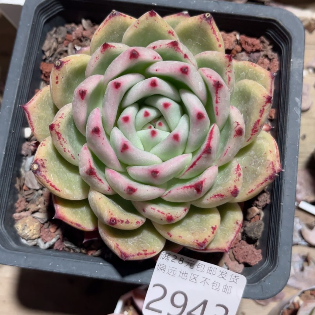 大2943（f b c b vh n k