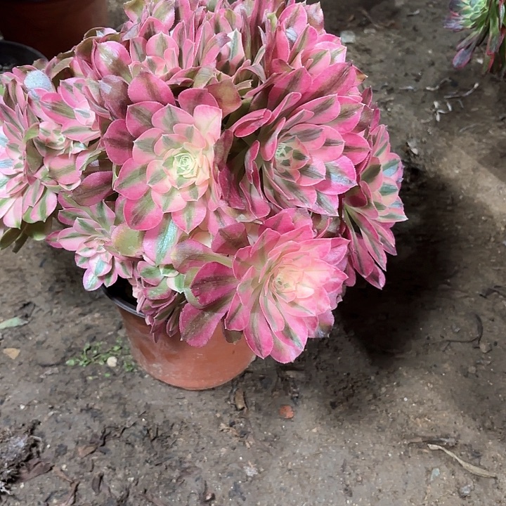 多肉植物粉女朗砍过28