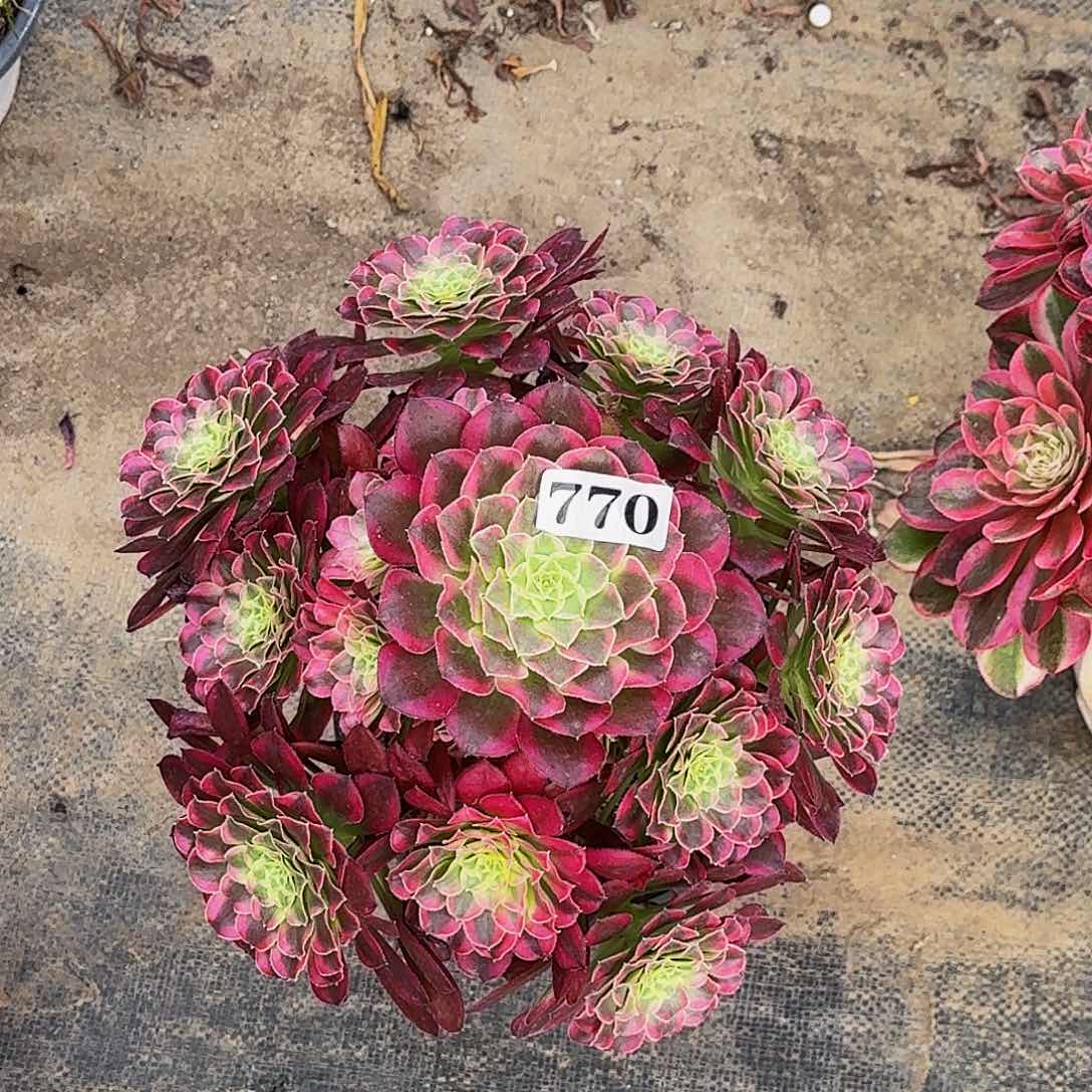 770天合嫩桩多肉植物
