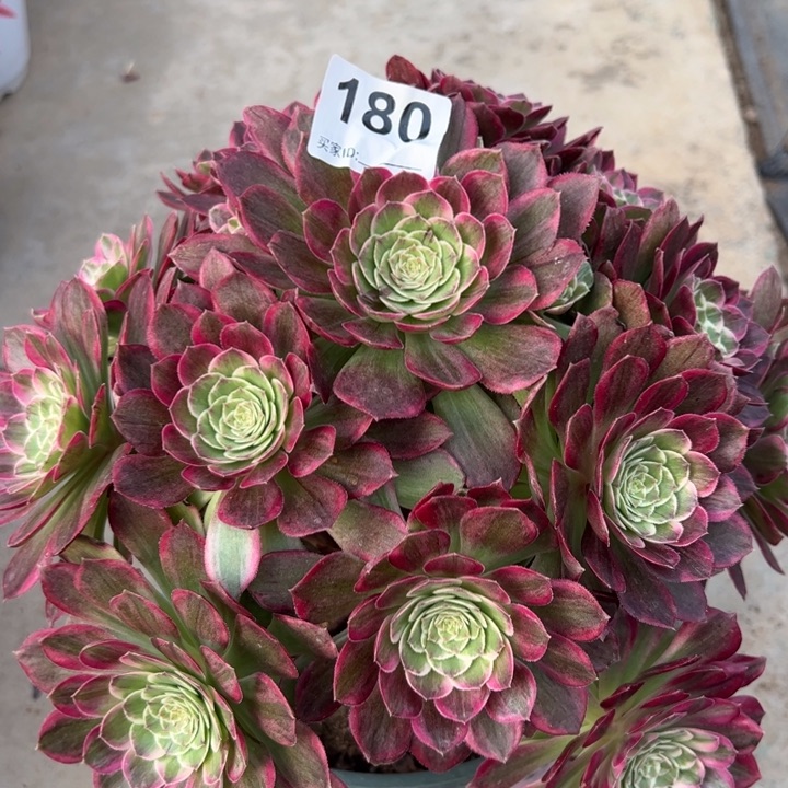 180莲花25厘米左右