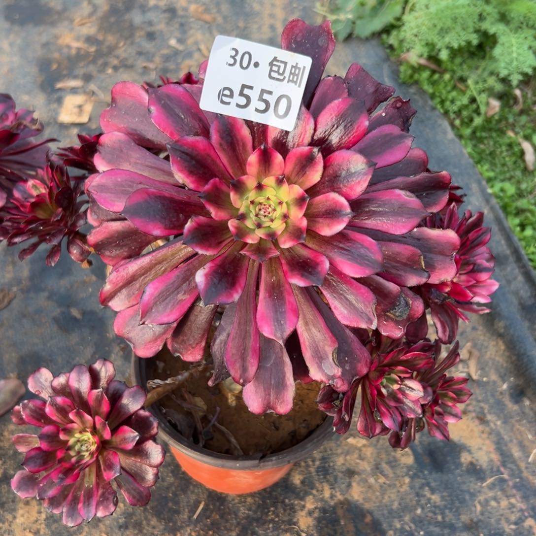 550美姬多肉法师