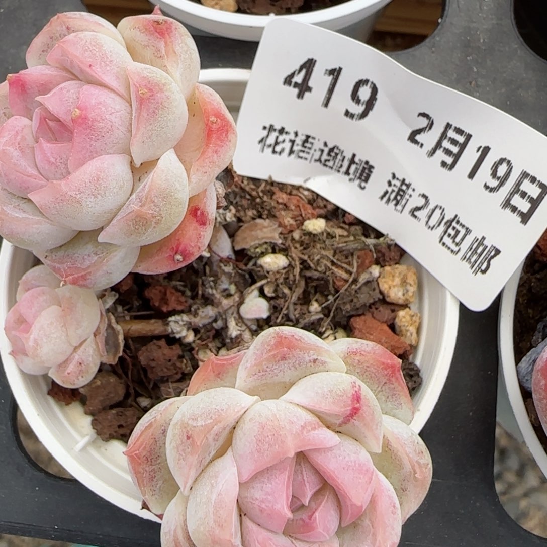 花语逸境0219-419