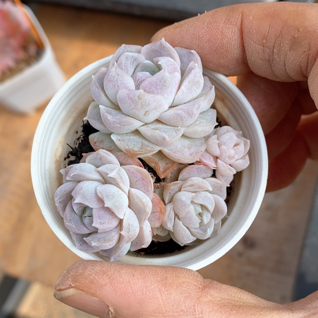 精品多肉一物一拍不包整85