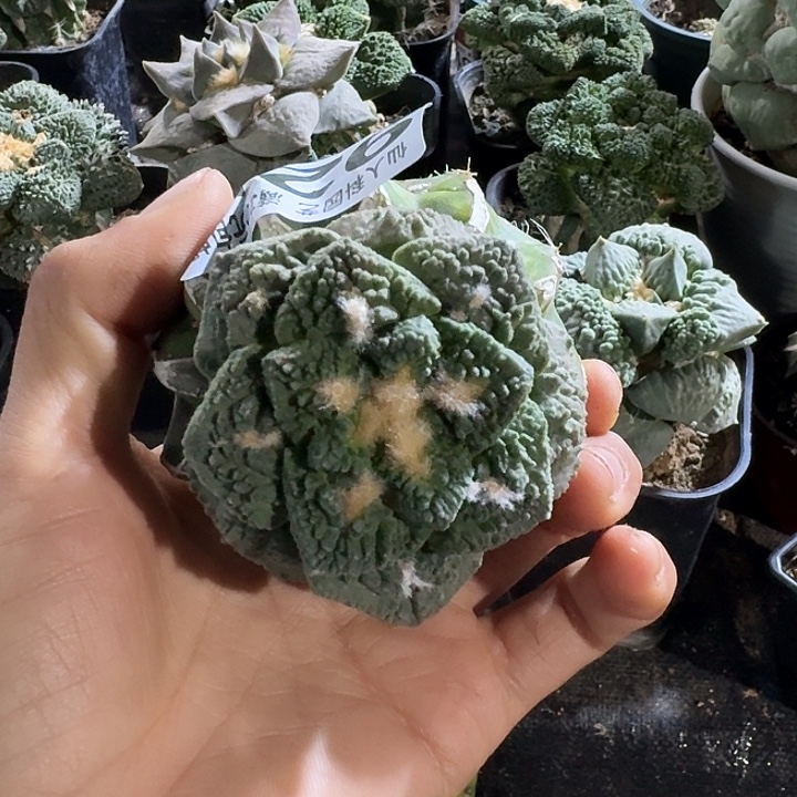 无花朵925龟甲牡丹仙人球