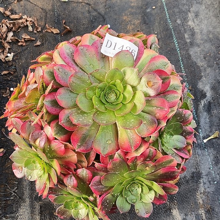 1426雨荷多肉处理无售后