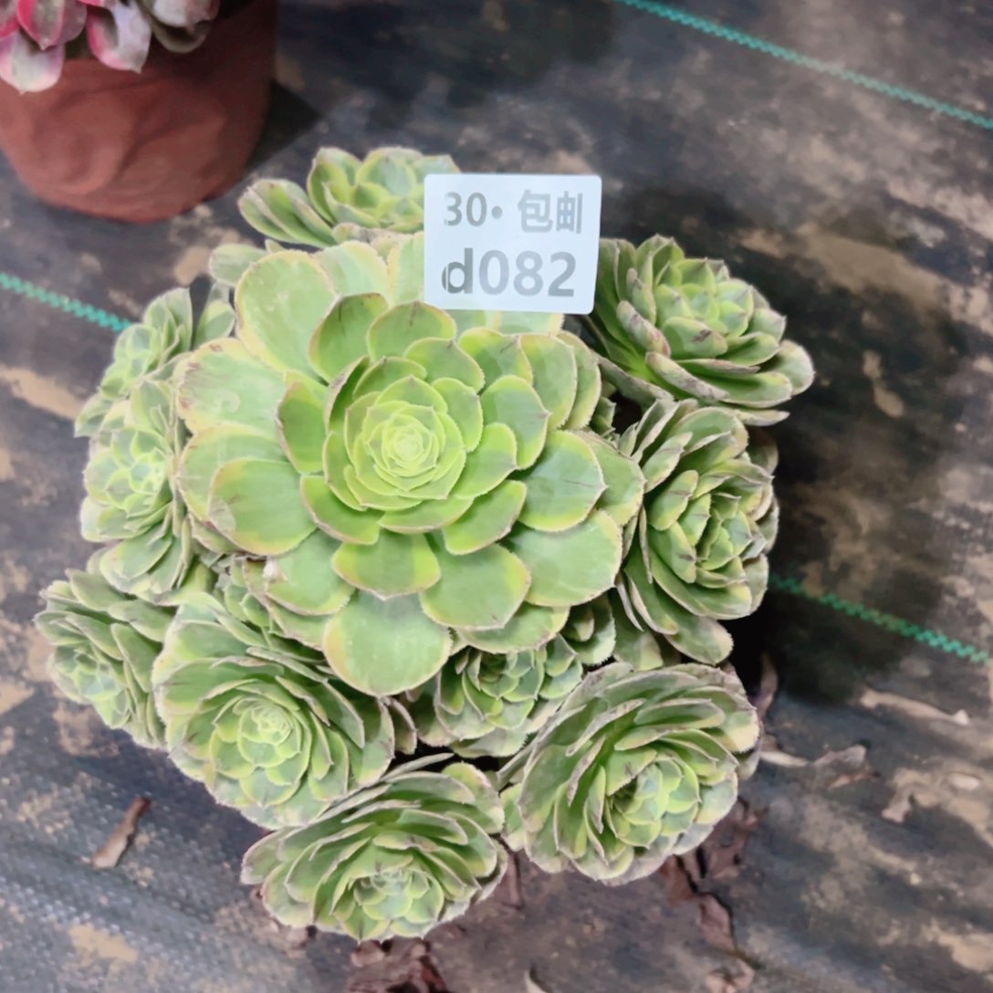 082白玉盘多肉法师