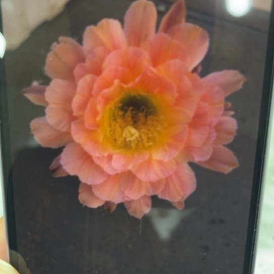 彩草夏娃6-7公分左右