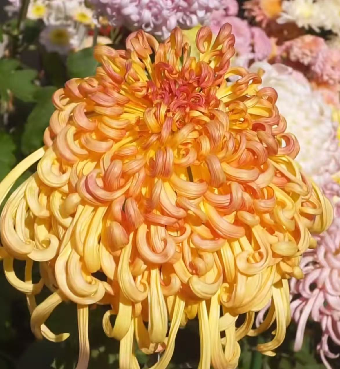 [七彩北汤-棒棒糖大盆]]  名花大菊盆栽开花好看观赏佳品