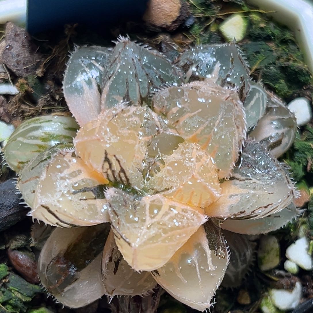 恭喜发财大吉大利795