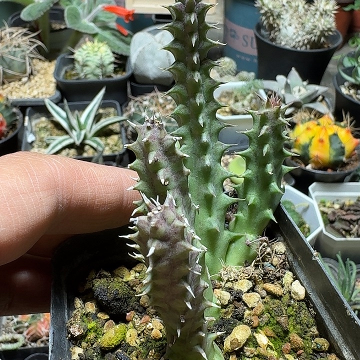 927剑龙角脱土发货