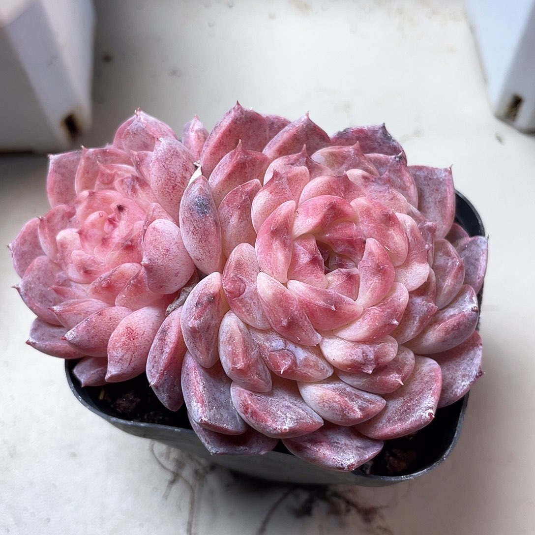 优选冰魄福利9280