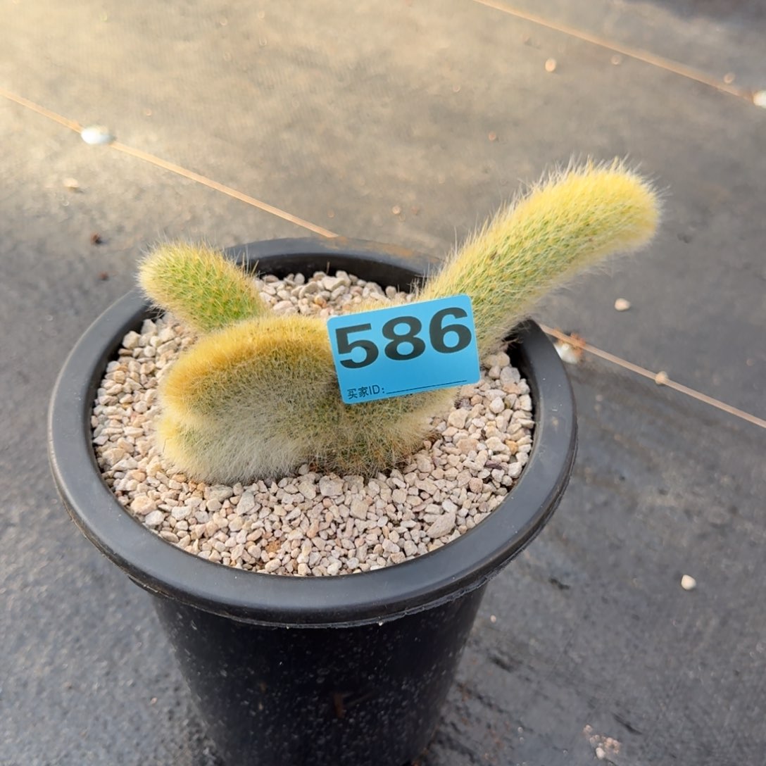 秀****致586九尾狐缀化发货