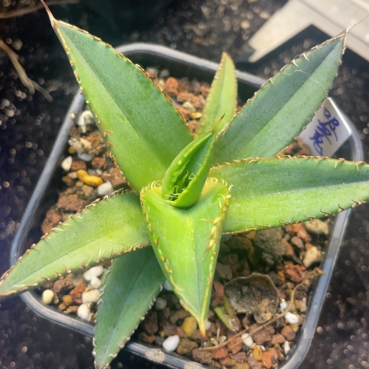 【闪购商品】吸血鬼。