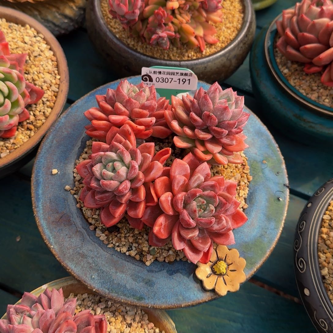 从前慢花园多肉0307-191
