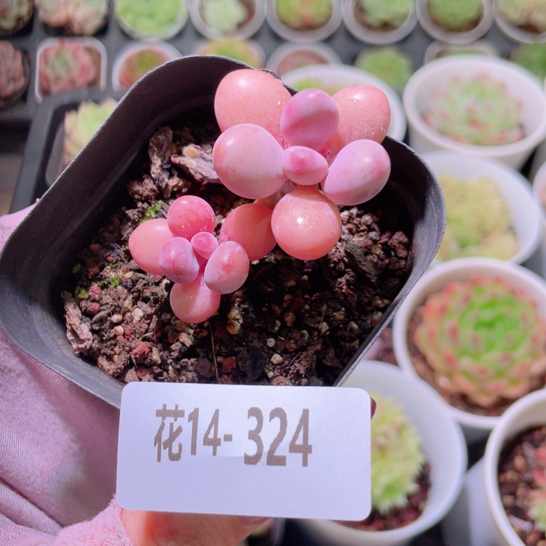 花利美14-324桃蛋