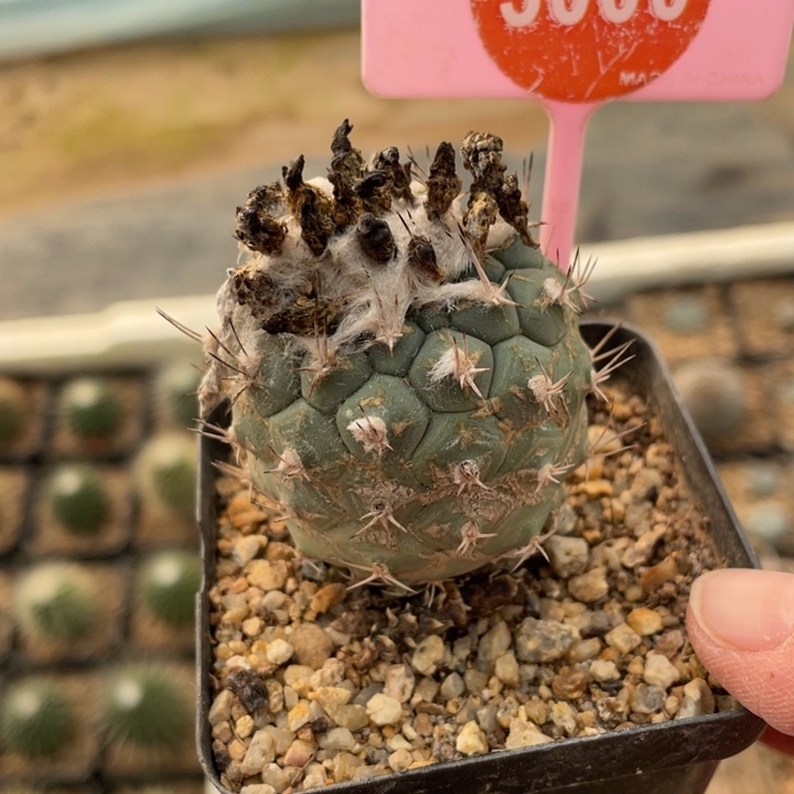 达***g实生娇丽玉300000