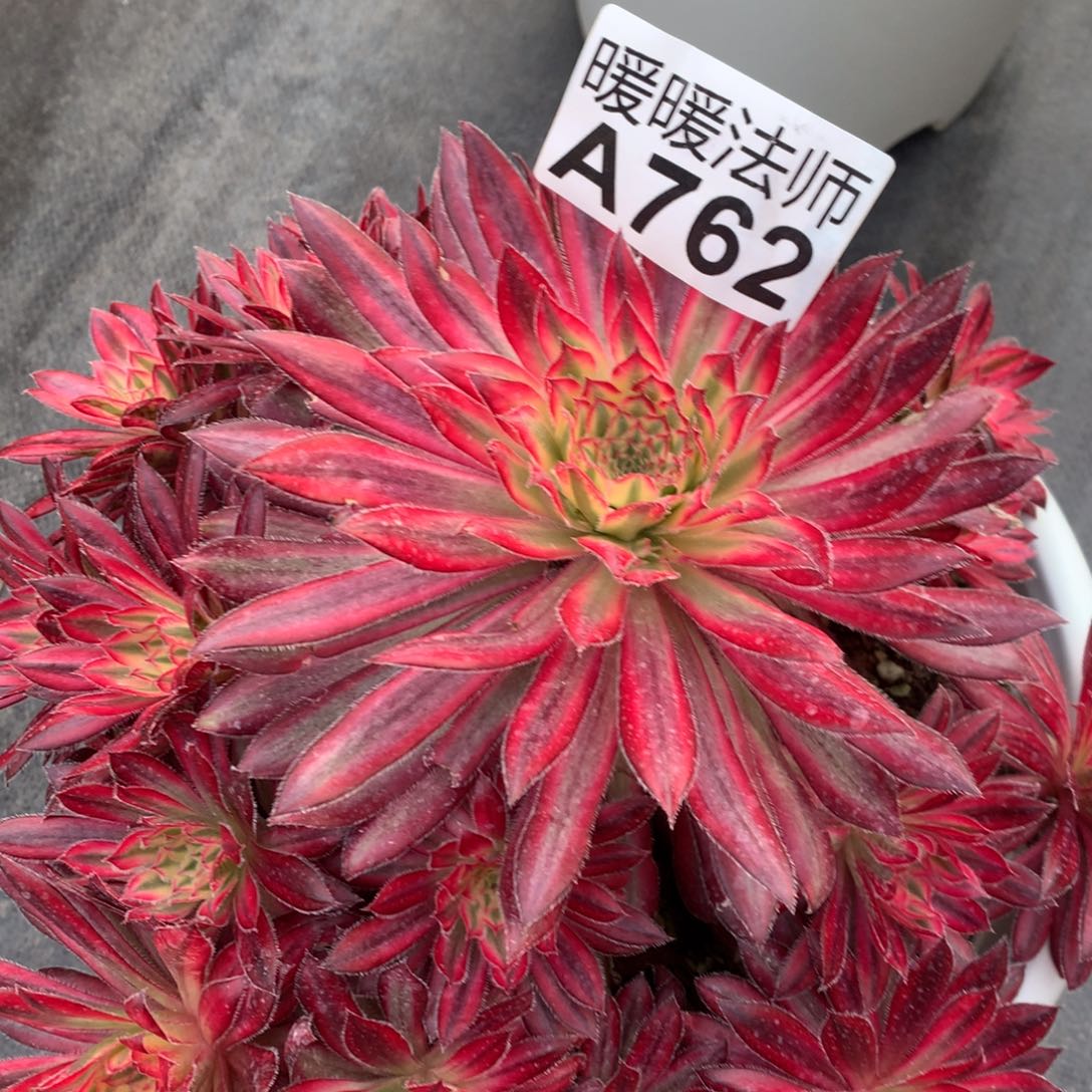 紫砂茶杯万****7A762–朱雀98福利