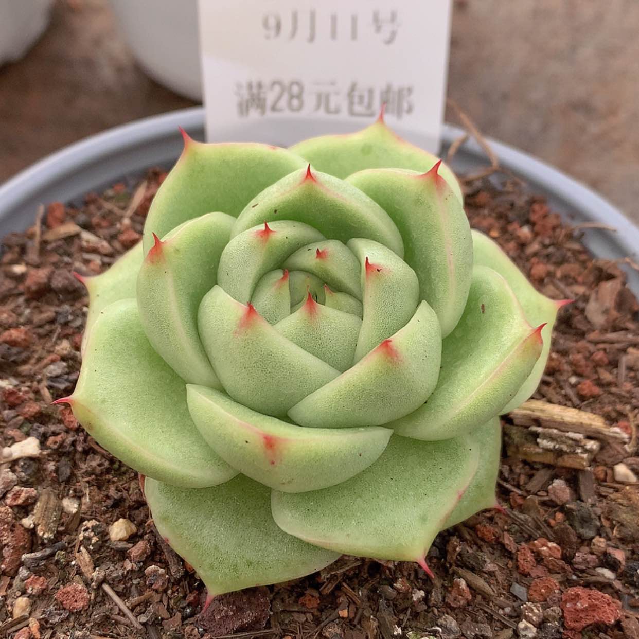 【闪购商品】云381号