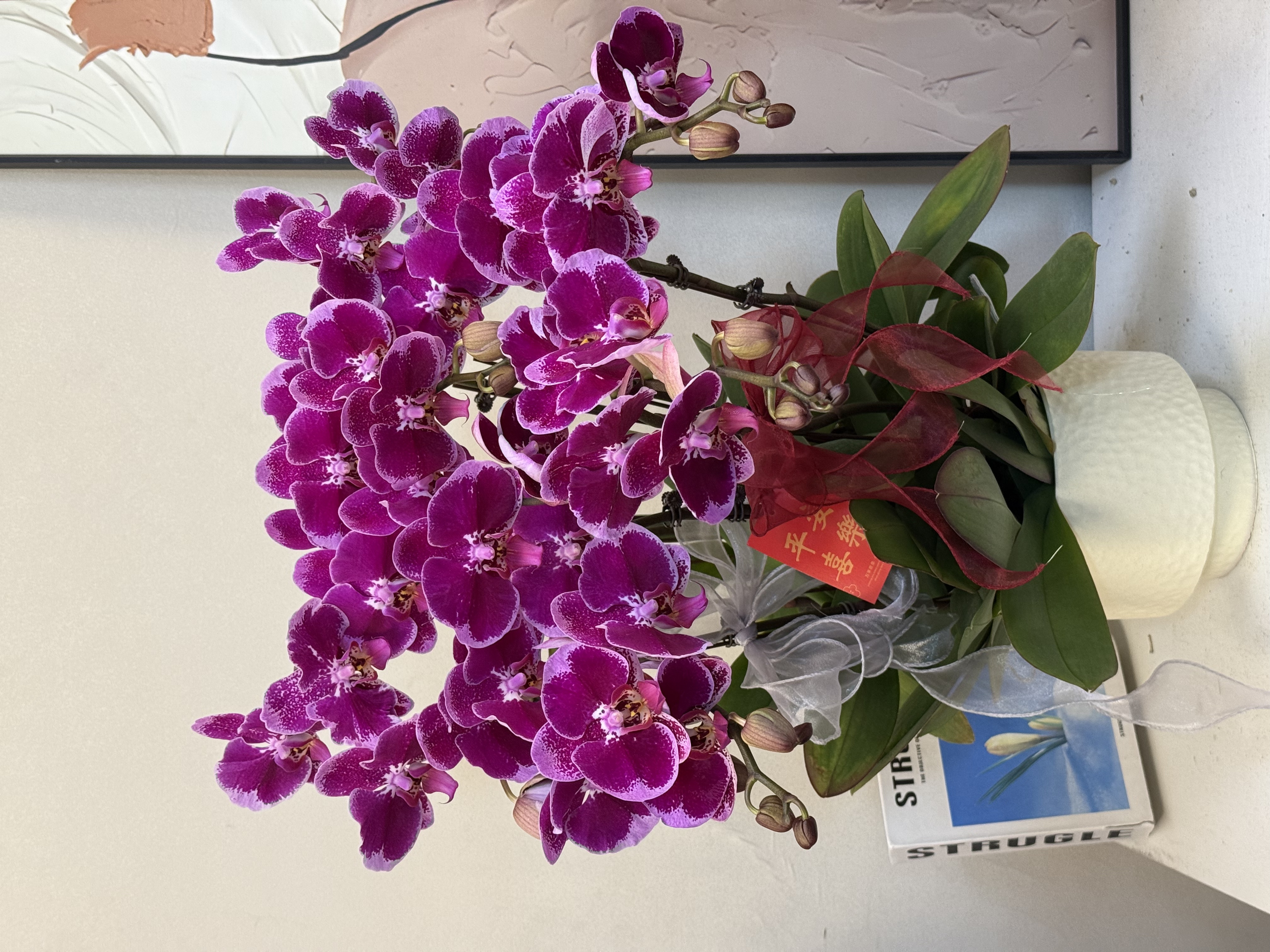  蝴蝶兰【大财主】真花 秋冬耐寒花卉 四季开花 多样性发货