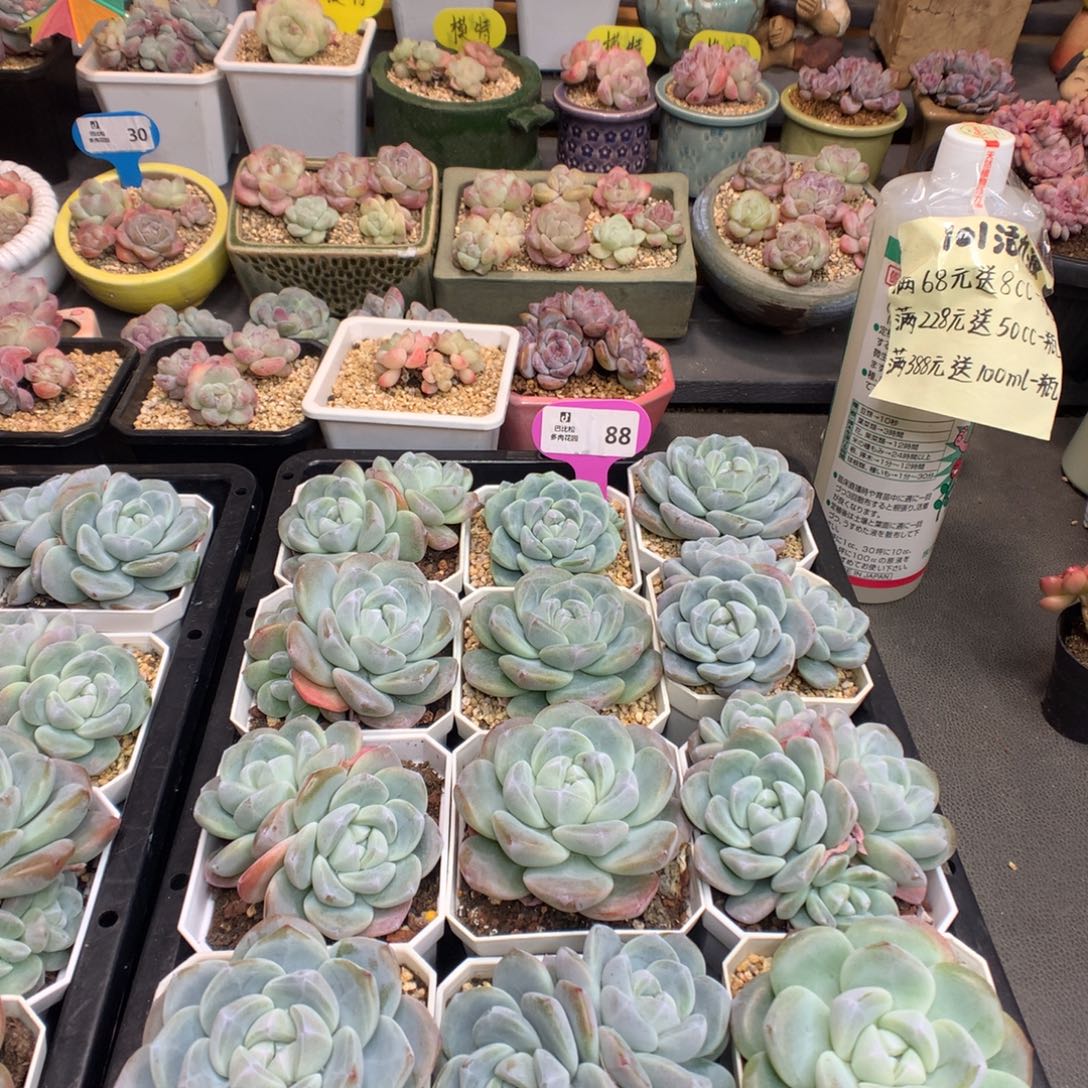 …***88一筐翡翠冰玉多肉植物
