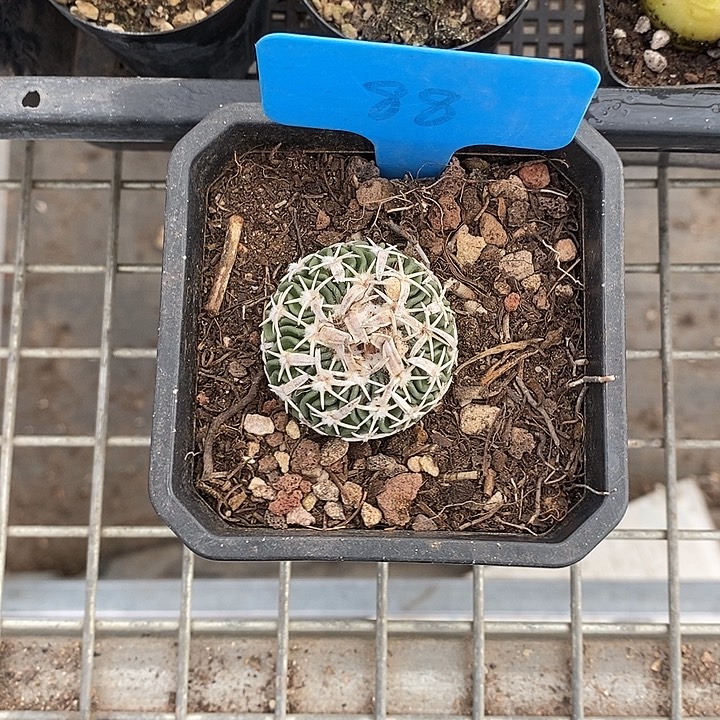 山***深开播前的一物一拍