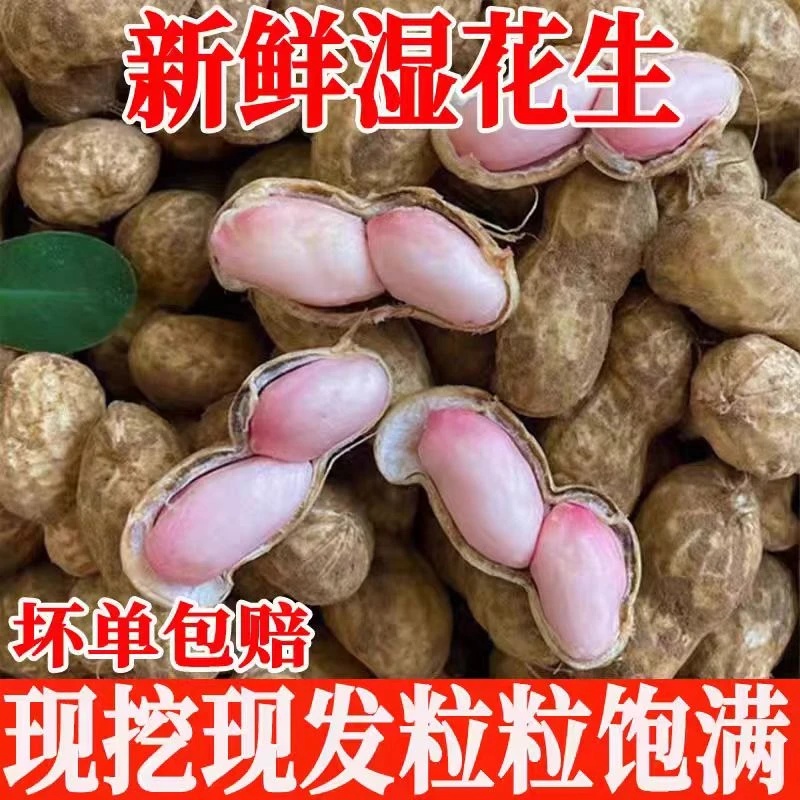 新鲜湿花生带壳 现挖红皮红衣花生新货花生可水煮xx
