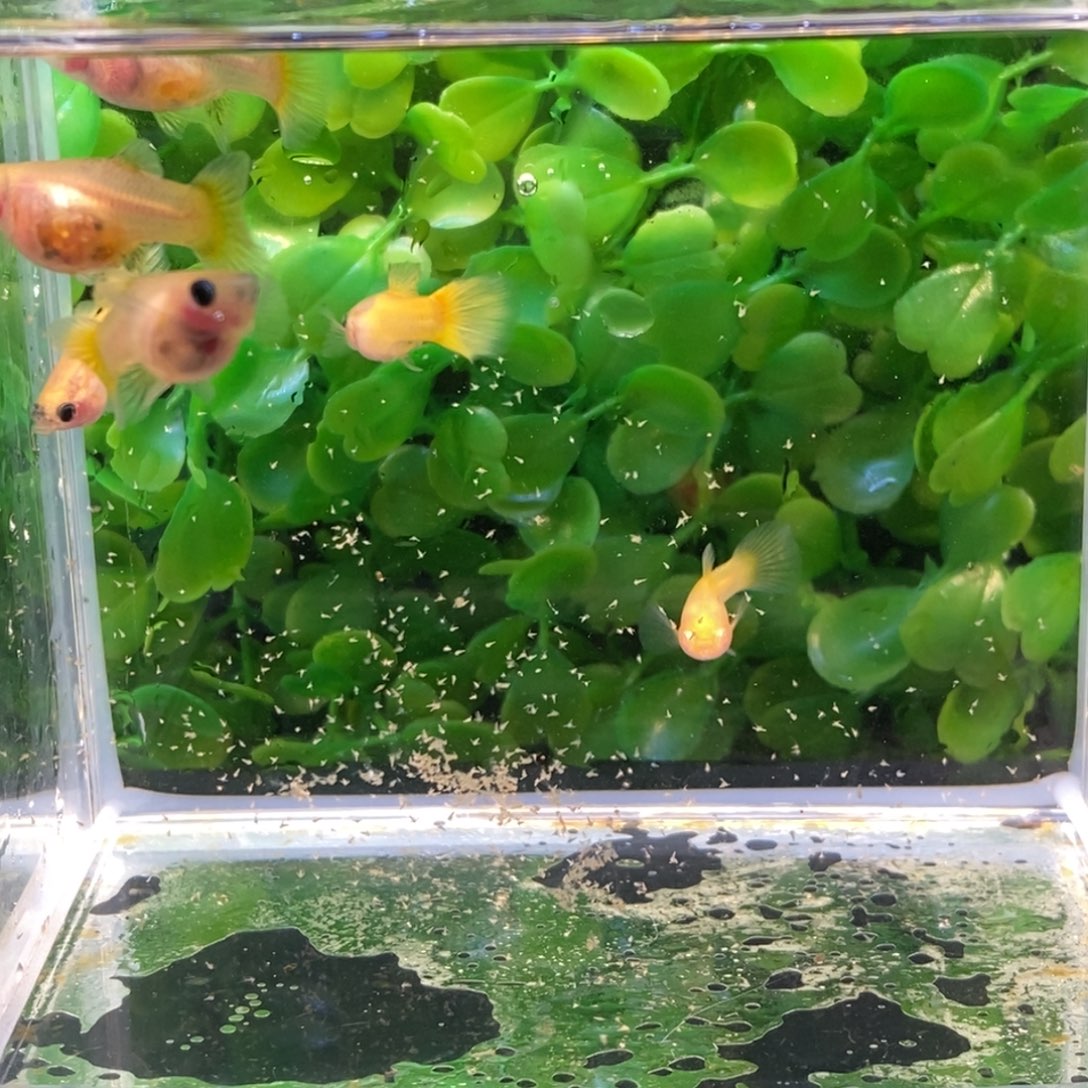 孔雀鱼黄金玻璃猫两公三母