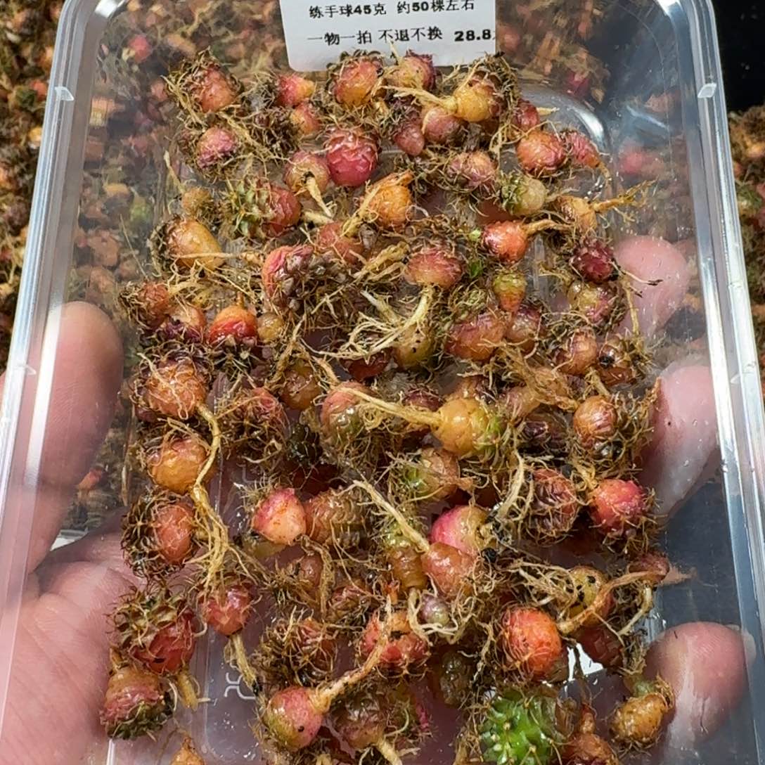 米哈实生自然锦练手球34