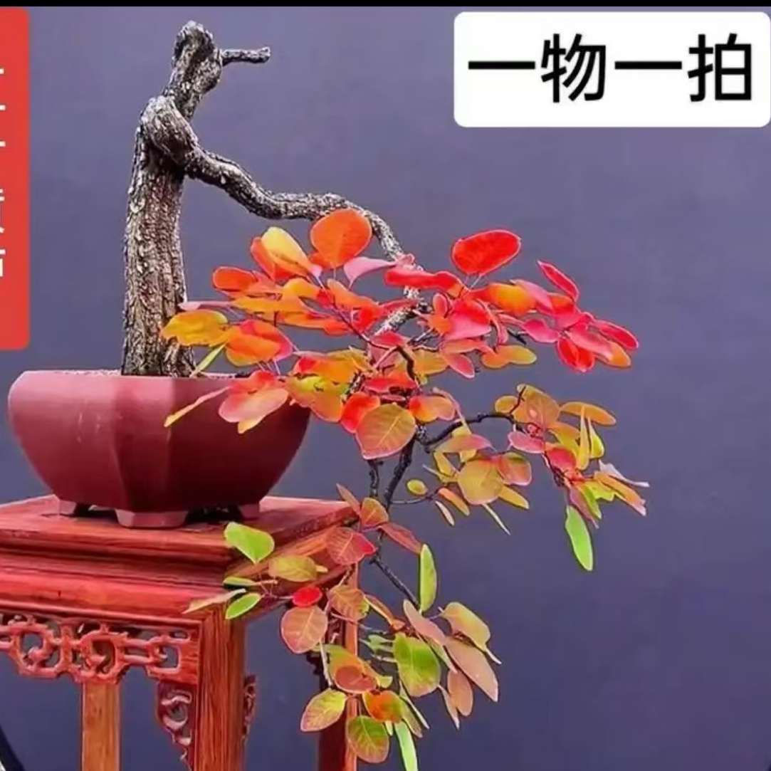 黄荆，黄庐，小叶山里红，奇状盆景