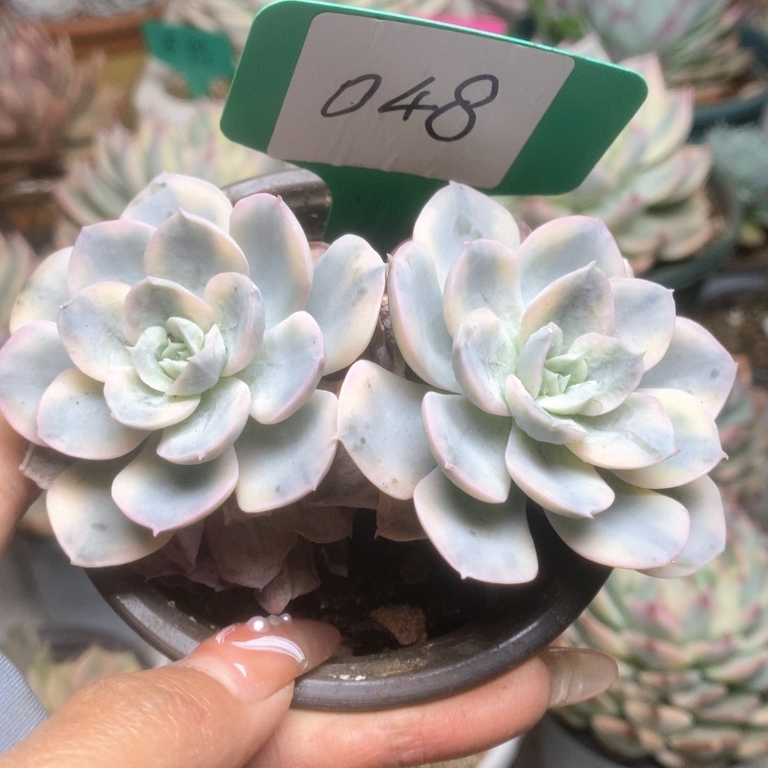 048鲁士锦锦锦锦锦