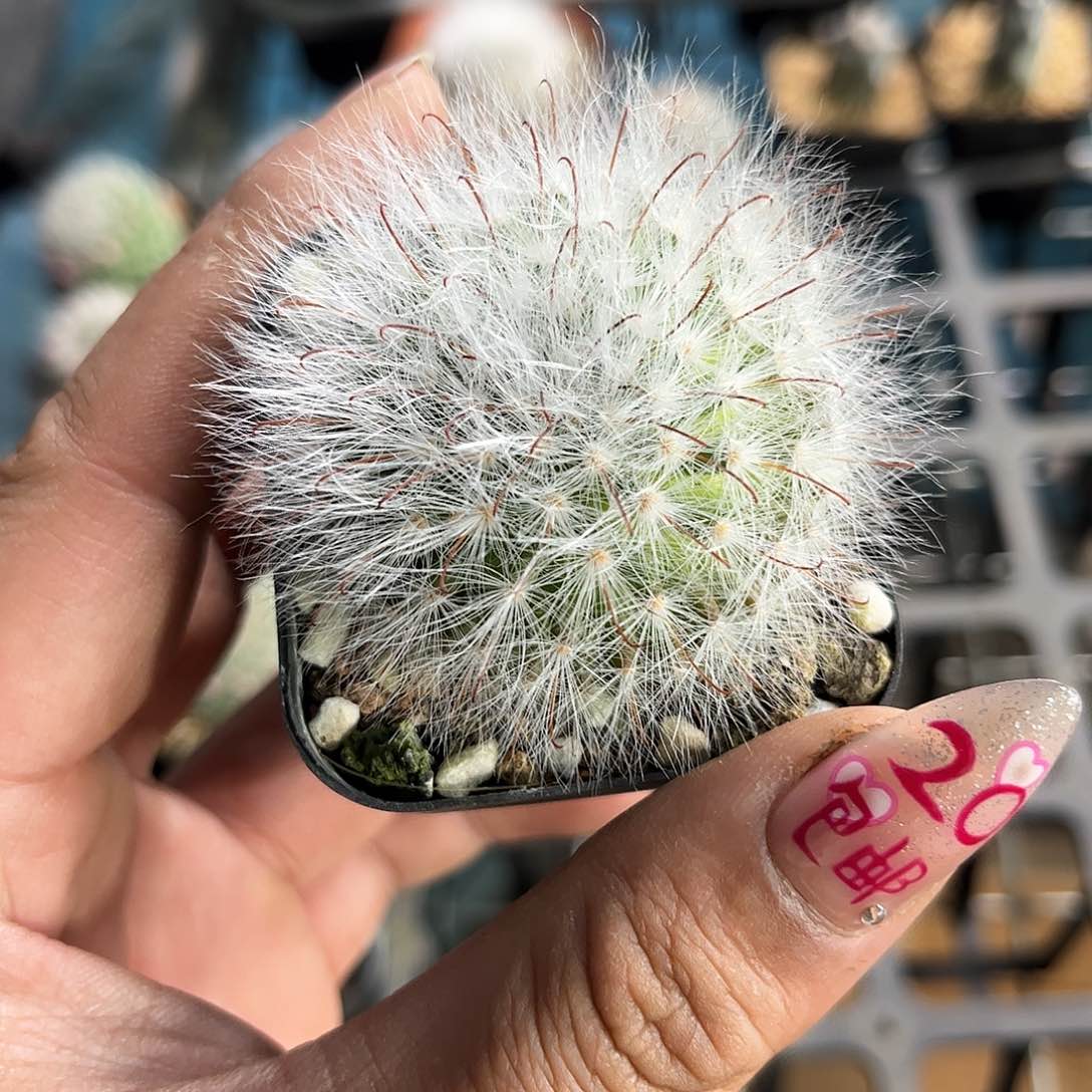 丽光殿单头发货有根发货