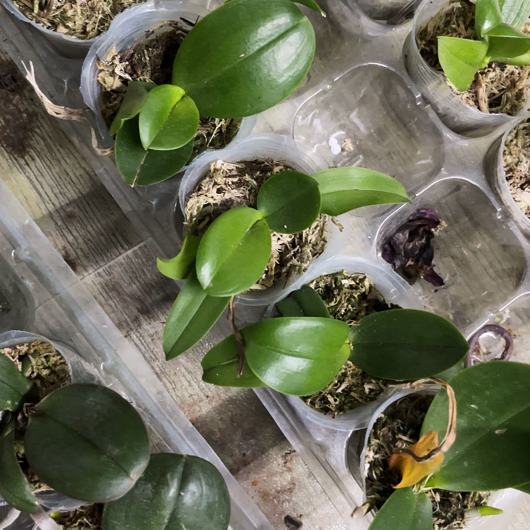 当前无花栽培后可以开花蝴蝶兰糯米团子1.7根未外露