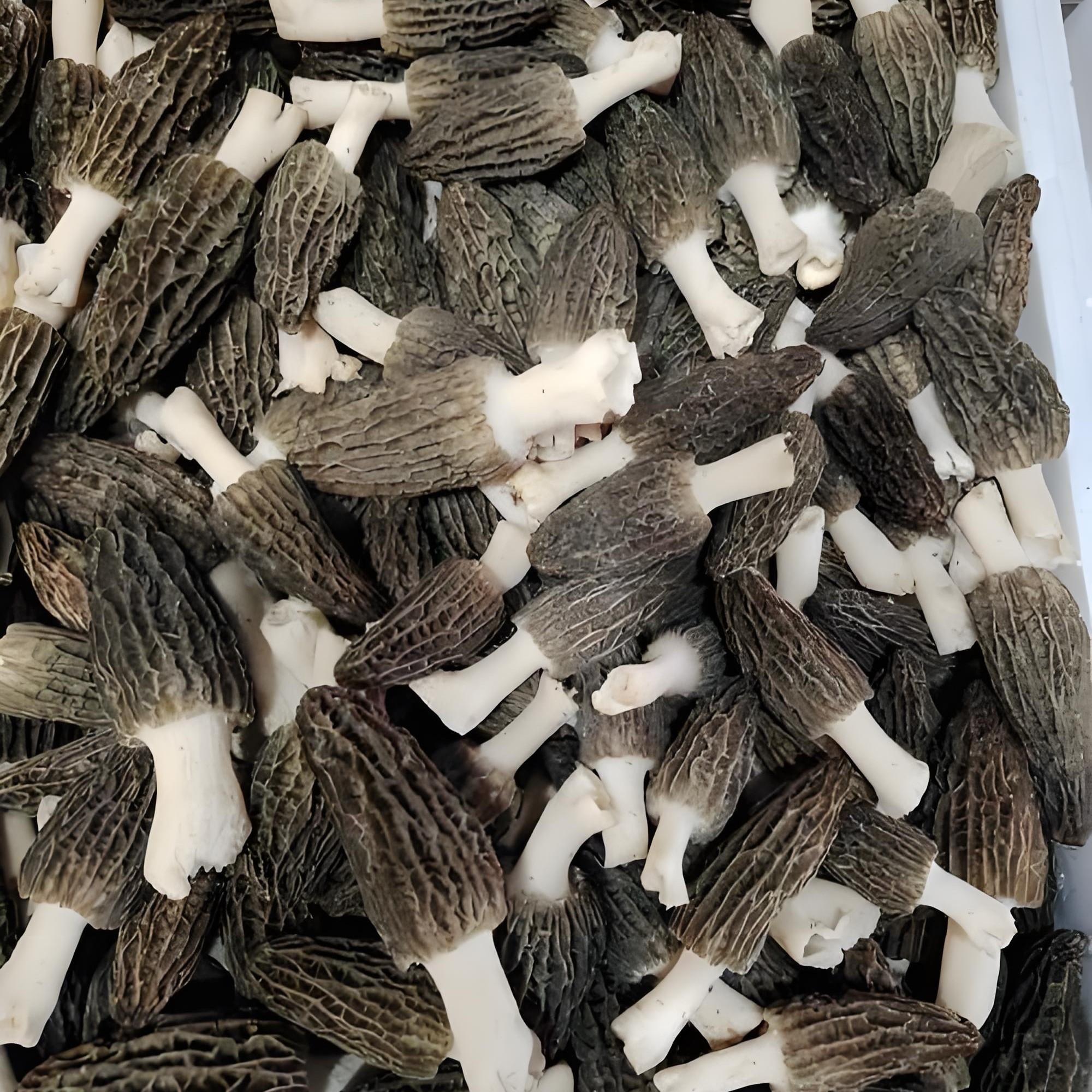 乡行者走乡村干羊肚菌