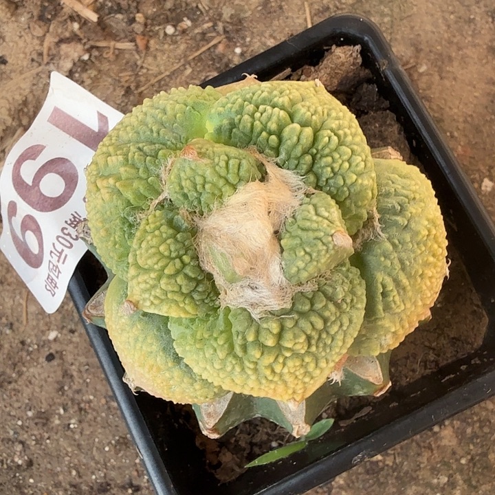 无花朵199哥怒牡丹锦东三