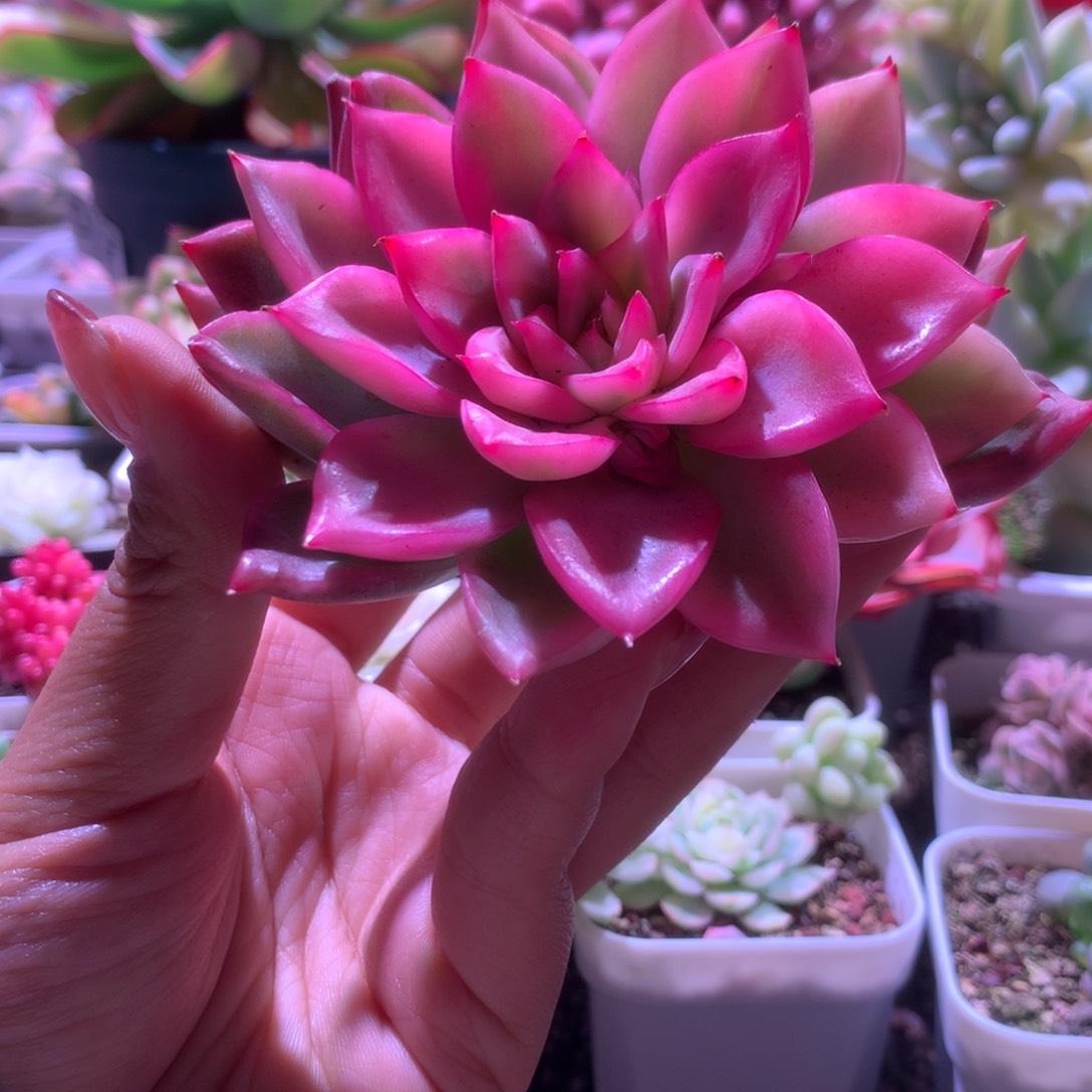 佛洛瑞安娜覆轮锦带两个侧芽有根