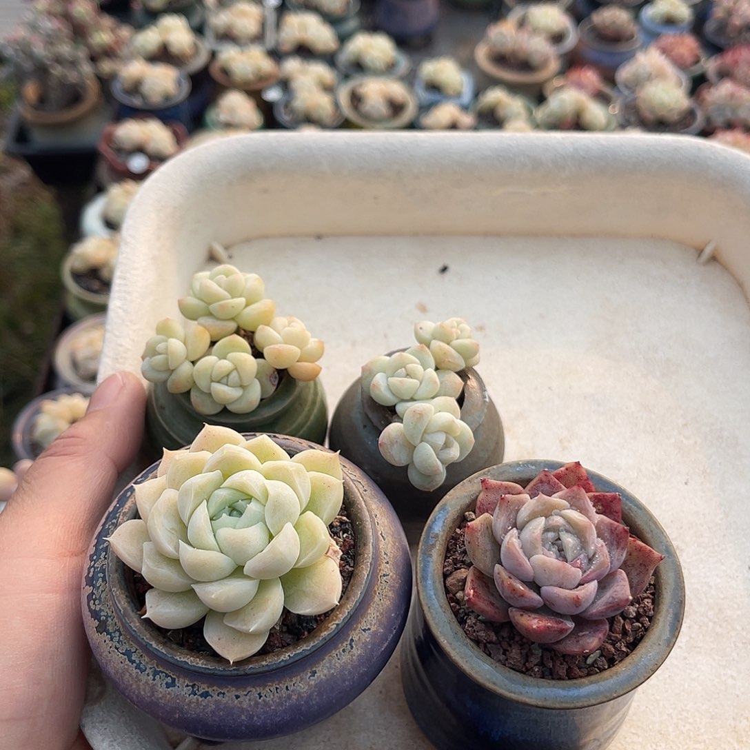 小***满一物一拍原盆原土