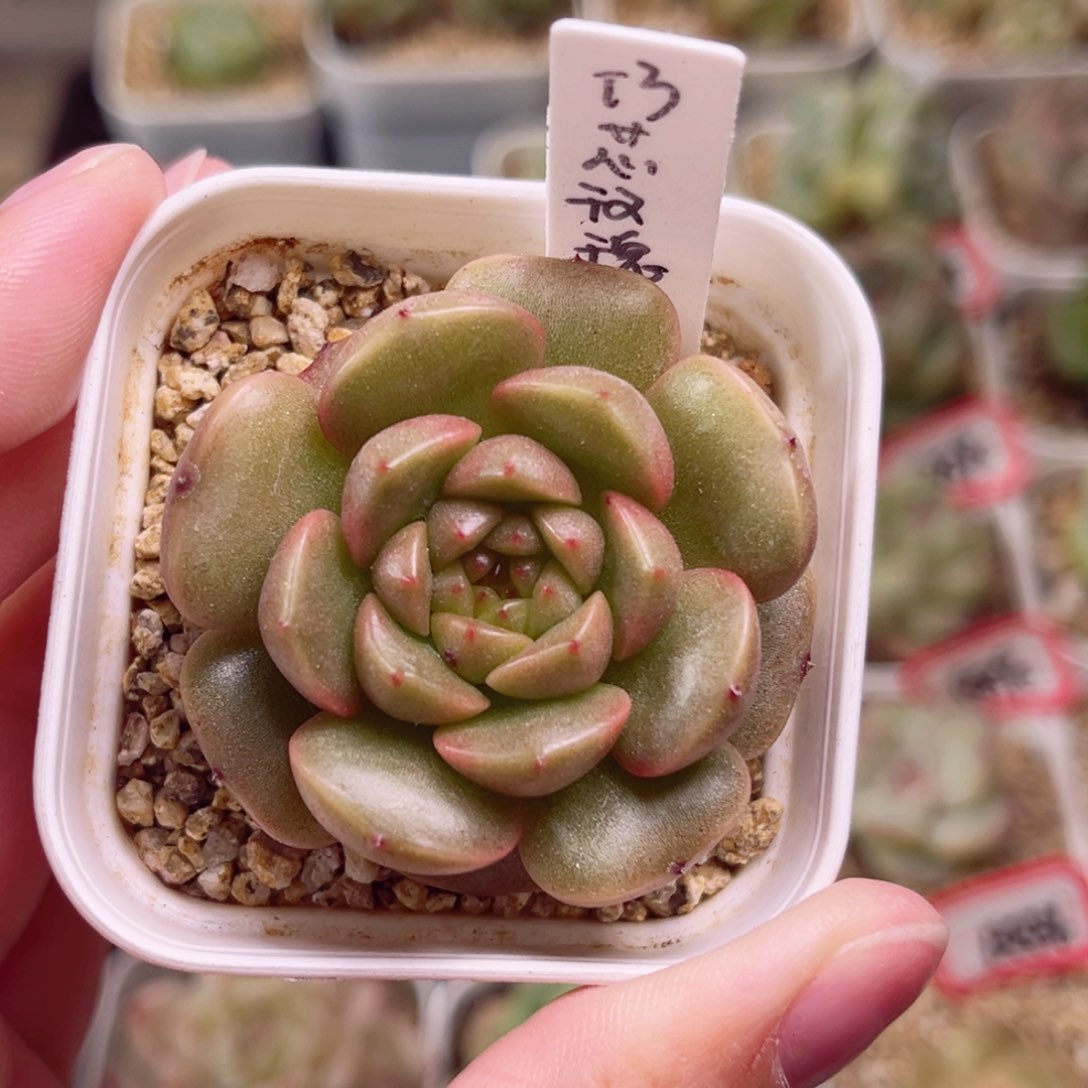 B902 一物一拍 珍妮放漏18包邮